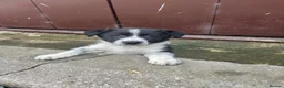 Border Collie dogs for sale: Border Collie bitch pup in Bala - Advert 4