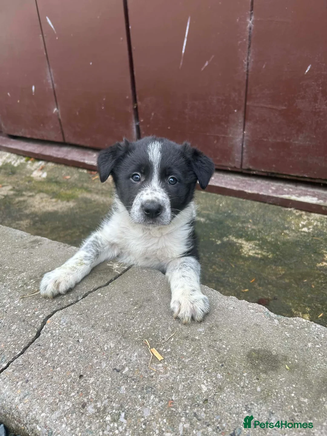 Border Collie dogs for sale: Border Collie bitch pup in Bala - Advert 4