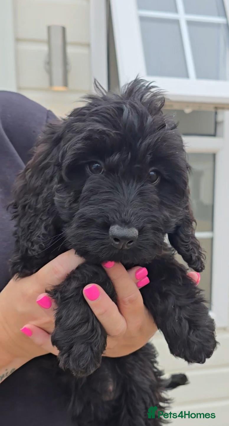 Cockapoo dogs FULLY VACCINATED F1 BEAUTIFUL COCKAPOOS READY NOW  - Advert 1