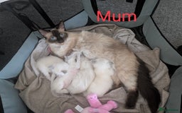 Ragdoll cats for sale: Cute Ragdoll Kittens - Image 7