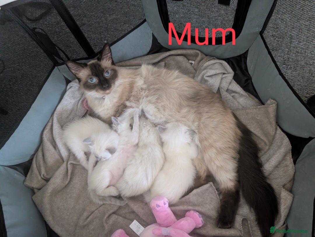 Ragdoll cats for sale: Cute Ragdoll Kittens - Image 7