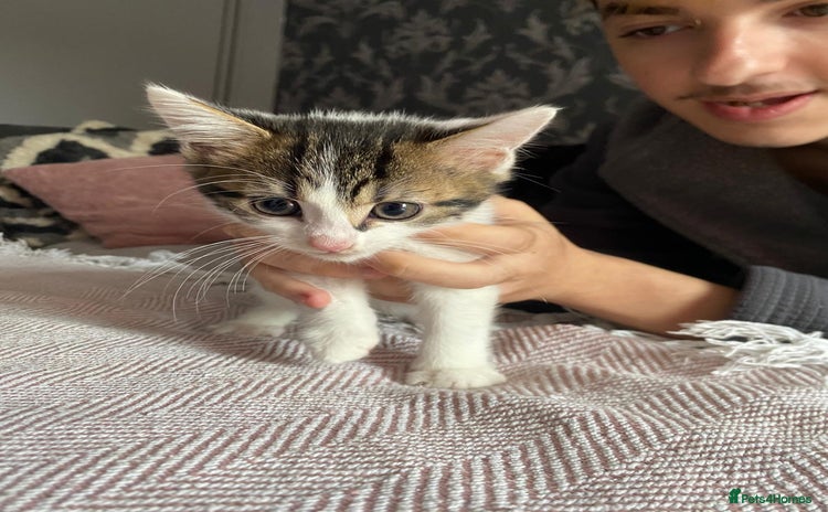 Mixed Breed cats - Advert 1