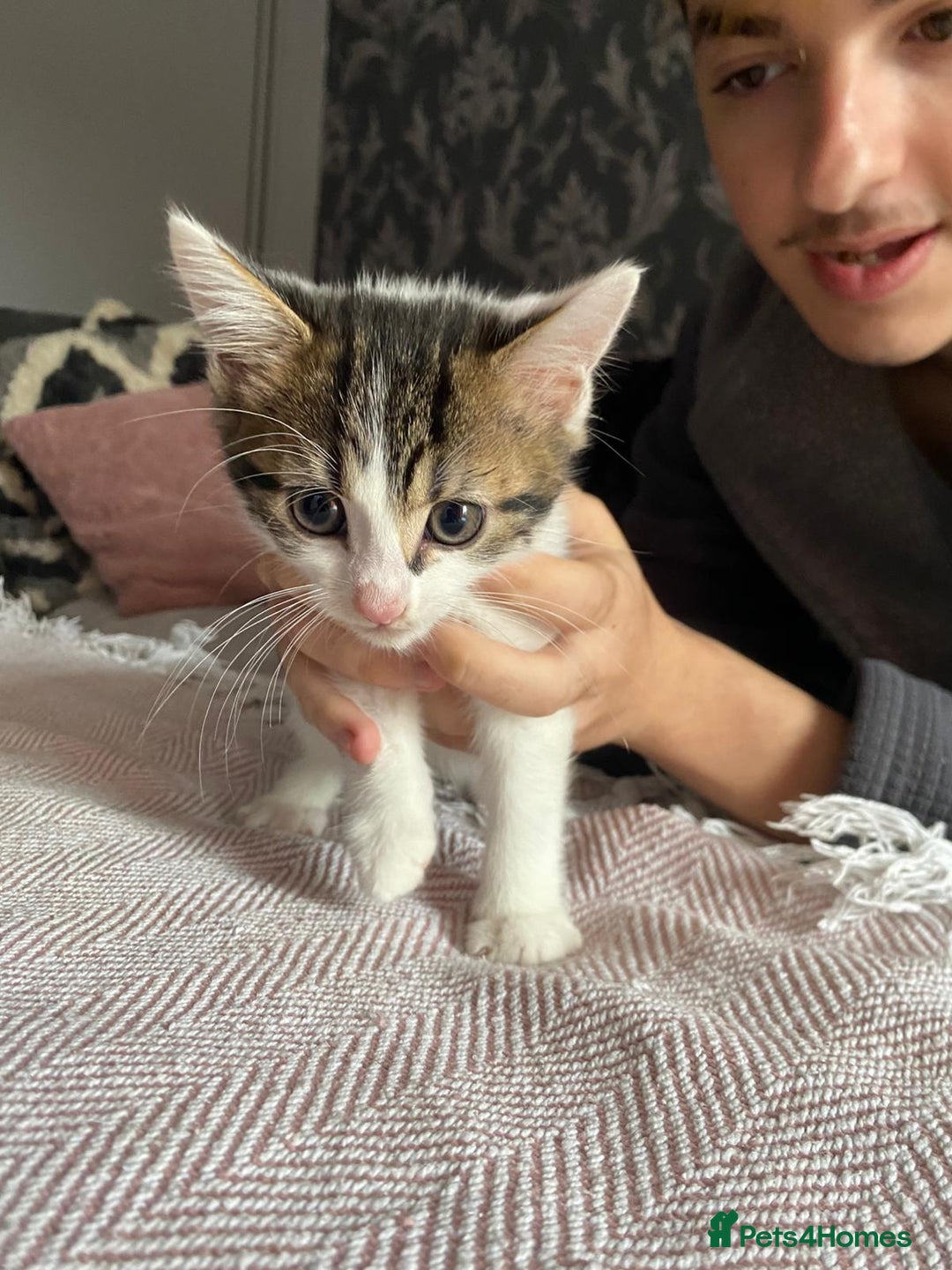Mixed Breed cats for sale: 2 beautiful kittens for sale  - Image 1