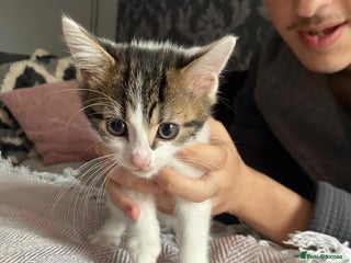 Mixed Breed cats - Advert 6