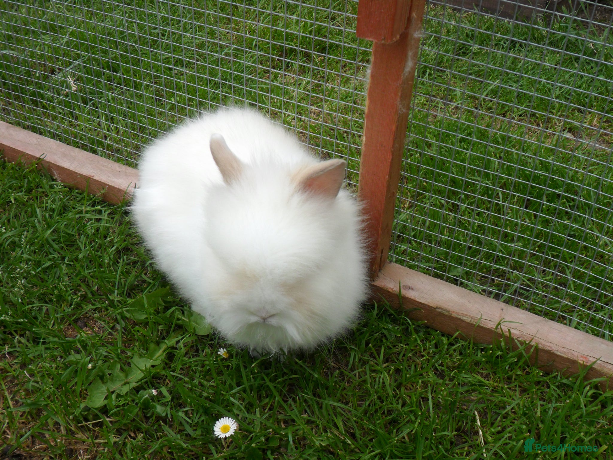 Lionhead rabbits BEAUTIFUL BABY DOUBLE MANE LIONHEAD RABBIT MALE - Advert 15
