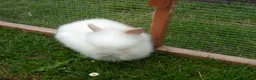 Lionhead rabbits for sale: BEAUTIFUL BABY DOUBLE MANE LIONHEAD RABBIT MALE in Southampton - Advert 5
