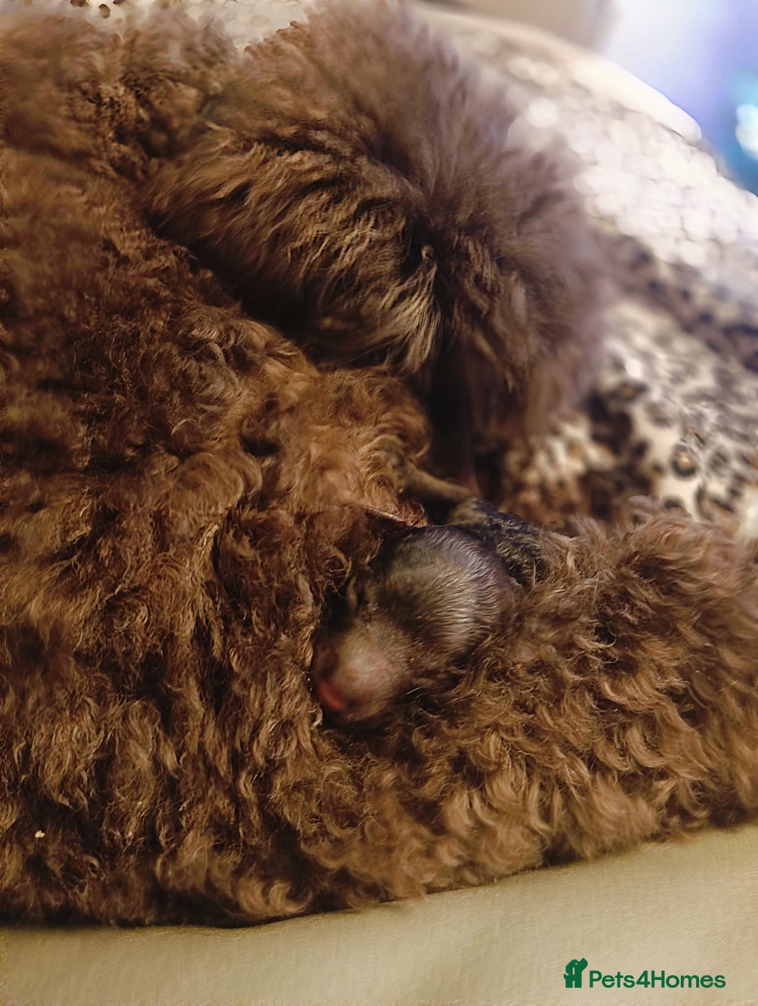 Toy Poodle dogs for sale: Chocolate tiny toy poodle  - Advert 7