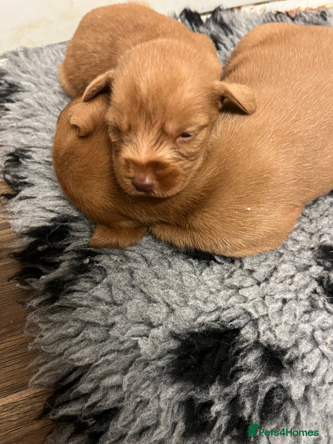 Hungarian Vizsla dogs for sale: Hungarian Wirehaired Vizsla Puppies  - Image 2