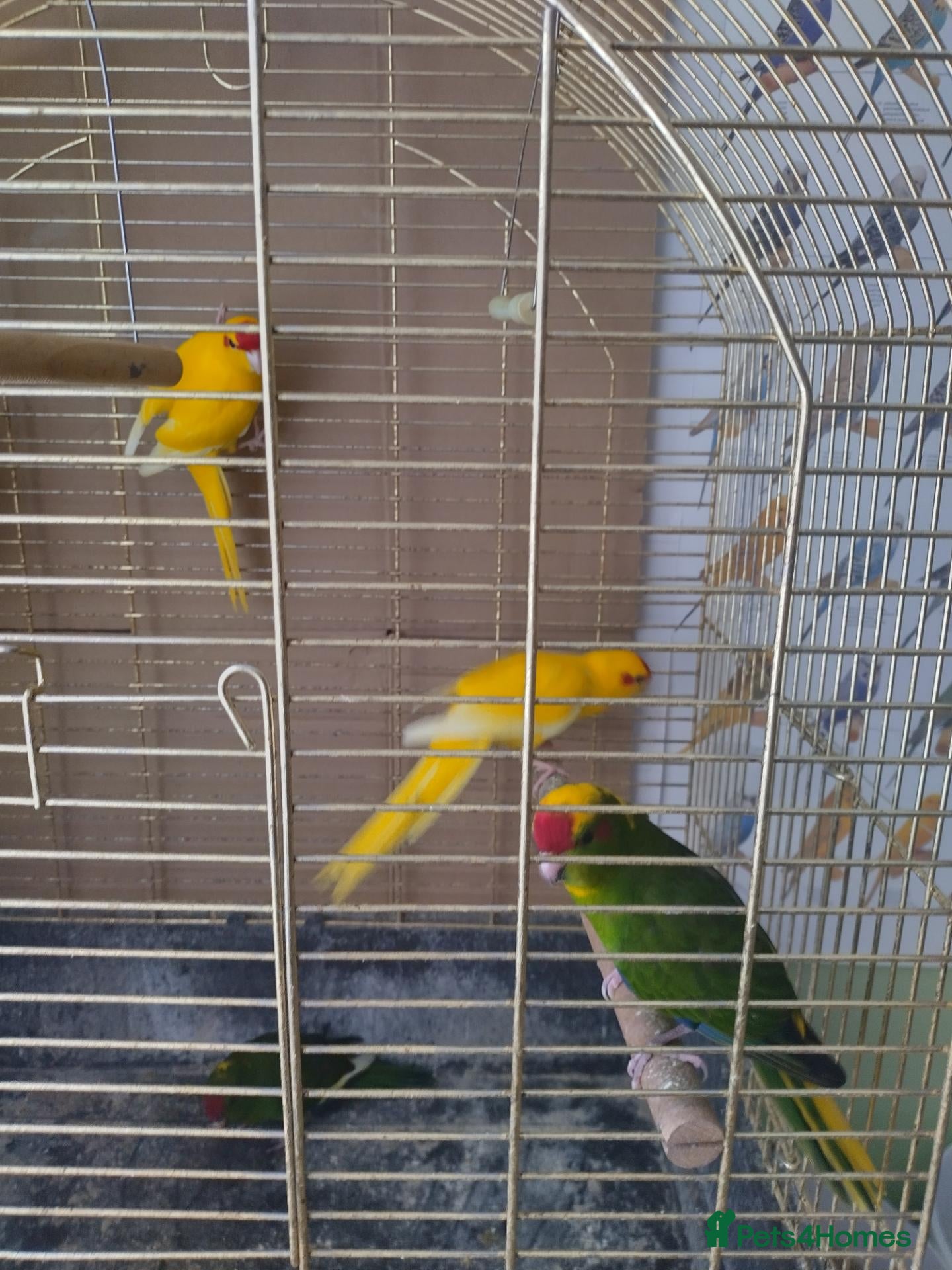 Parakeets birds For sale  - Advert 14