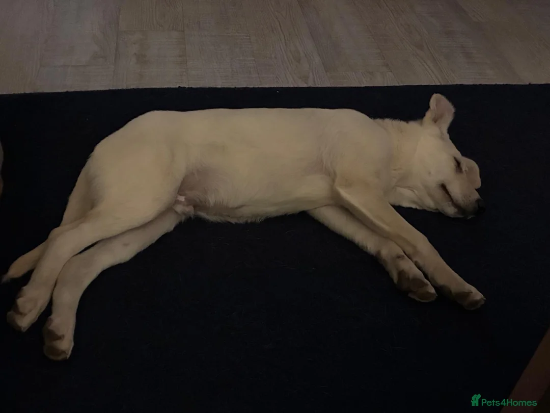 Mixed Breed dogs for adoption: Majestic Scoopy 5 mth Lab cross Shepperd  - Advert 3