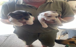 Jack Russell dogs for sale: Jack russel puppies - Image 4