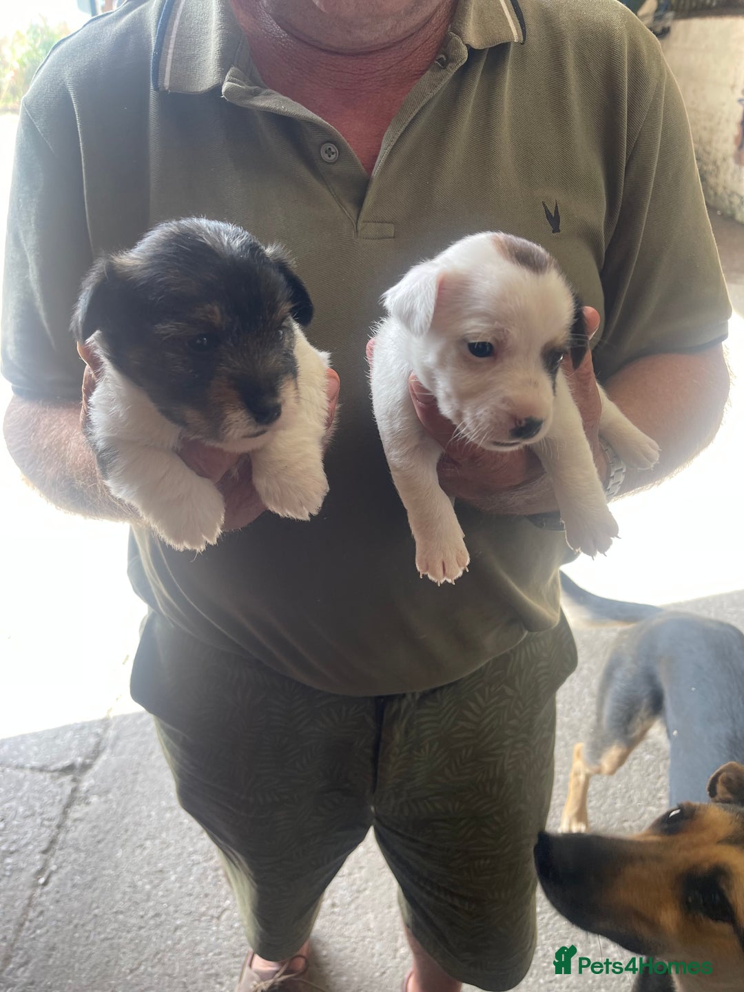 Jack Russell dogs for sale: Jack russel puppies - Image 4