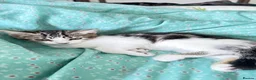 Mixed Breed cats for sale: Adorable,Kittens Ready for Their Forever Homes! 🐾 - Advert 10