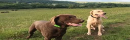 Labrador Retriever dogs for stud: Chocolate Carrying silver Labrador, Health Tested in Middlesbrough - Advert 3