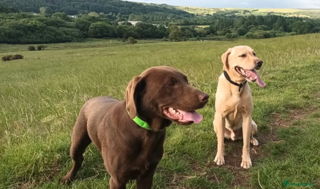 Labrador Retriever dogs for stud: Chocolate Carrying silver Labrador, Health Tested in Middlesbrough - Advert 3