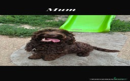 Cockapoo dogs for sale: Cockerpoo pups for sale - Image 3