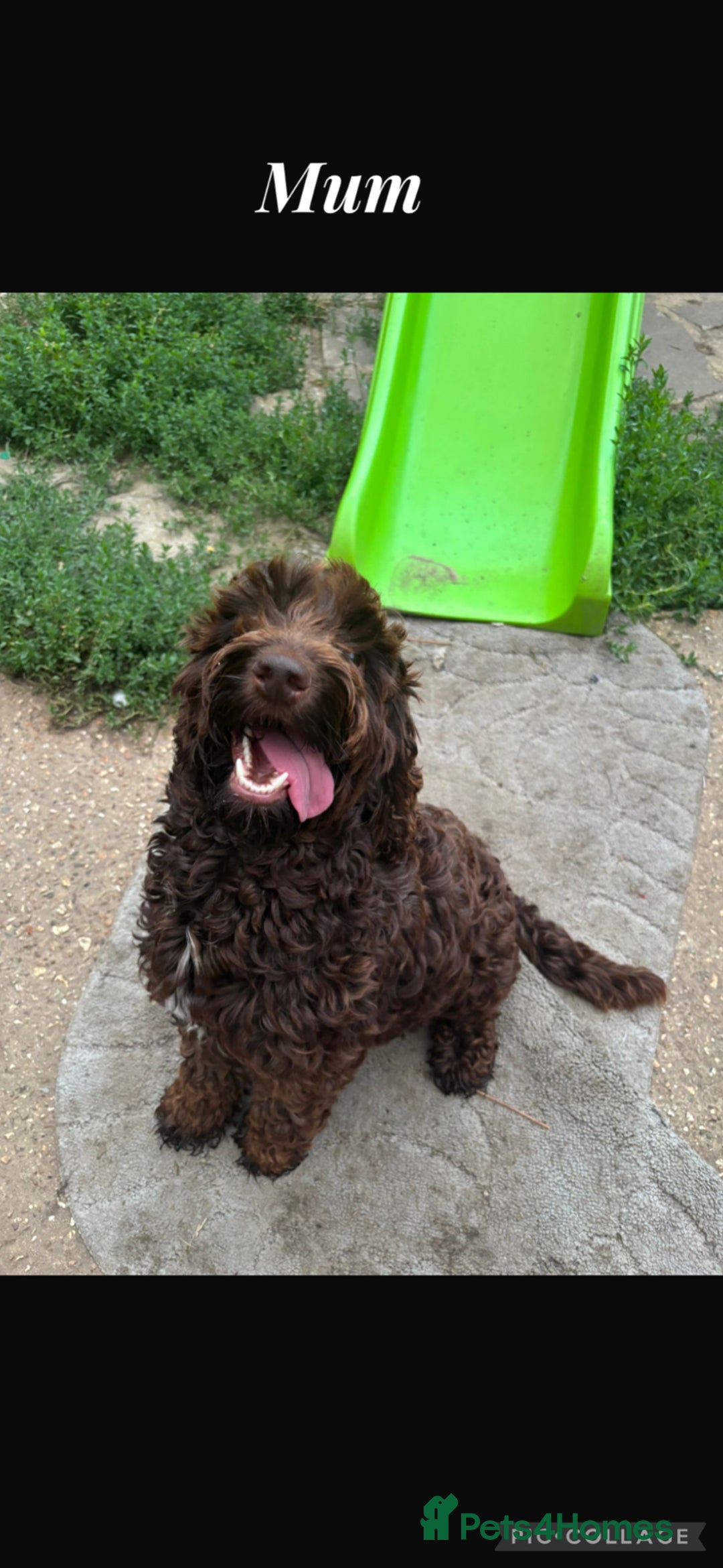Cockapoo dogs for sale: Cockerpoo pups for sale - Image 3