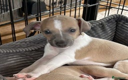 Italian Greyhound dogs for sale: italian greyhound puppies for sale - Image 14