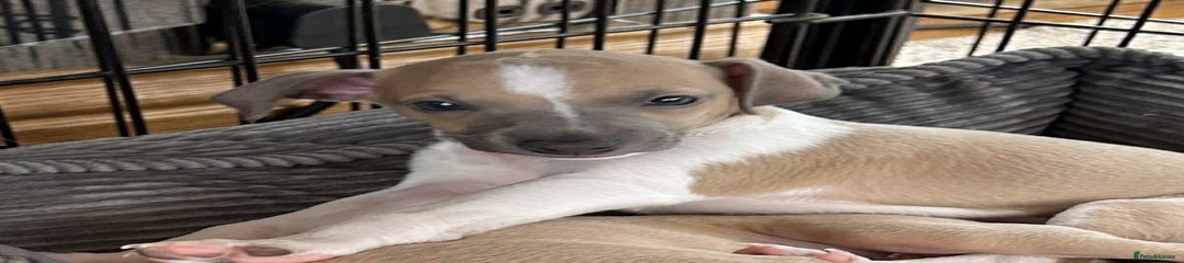Italian Greyhound Puppy 2