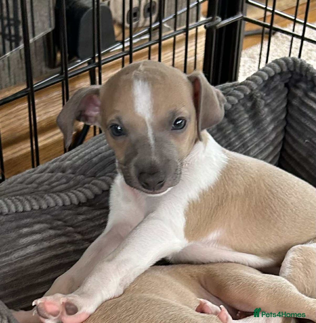 Italian Greyhound dogs for sale: italian greyhound puppies for sale - Image 14
