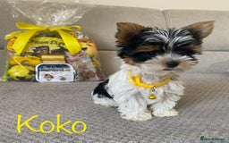 Yorkshire Terrier dogs for sale: Beautiful very small xxxs Biewer Yorkshire Terrier - Image 4