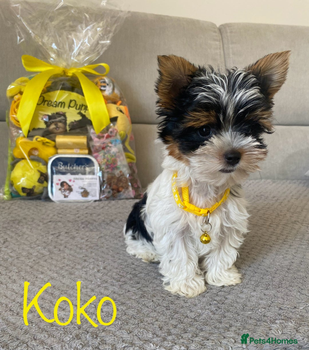 Yorkshire Terrier dogs for sale: Beautiful very small xxxs Biewer Yorkshire Terrier - Image 4