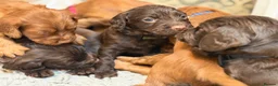Cocker Spaniel dogs for sale: KC REGISTERED WORKING COCKER SPANIEL PUPPIES in Solihull - Advert 5