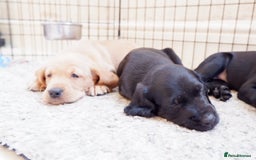 Cockerdor dogs for sale: Working Cockerdor Pups - Advert 5
