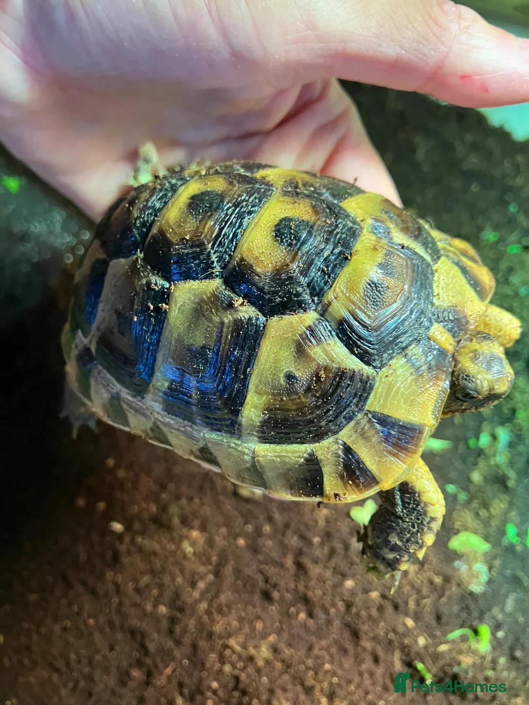 Tortoise reptiles for sale: Baby Mediterranean spur thigh tortoises - Advert 1