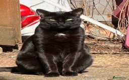 Bombay cats for sale: Paris the Bombay 🖤 - Image 8