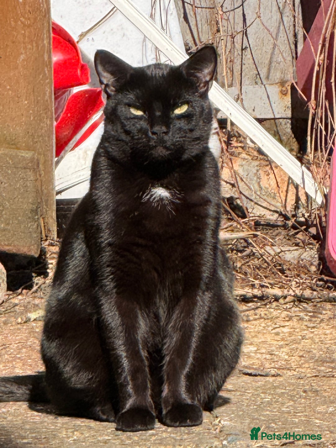 Bombay cats for sale: Paris the Bombay 🖤 - Image 8