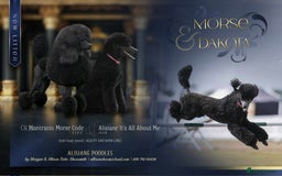 Standard Poodle dogs for sale: Black girl  - Image 2