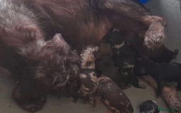 Cockapoo dogs for sale: F1 cockapoos  - Image 13
