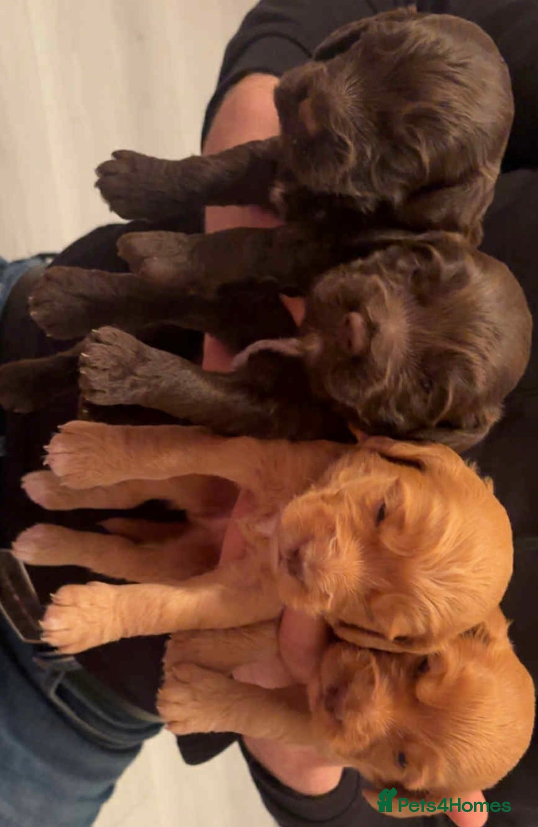 Cockapoo dogs for sale: Cockerpoo puppies for sale  - Advert 2