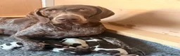 German Shorthaired Pointer dogs for sale: KC GSP puppies 1 bitch 2 dogs available - Advert 2