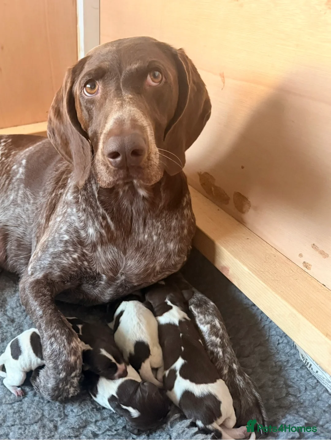 German Shorthaired Pointer dogs for sale: KC GSP puppies 1 bitch 2 dogs available - Advert 2