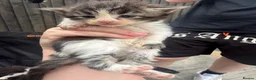Maine Coon cats for sale: Half Maine coon kittens - Advert 5