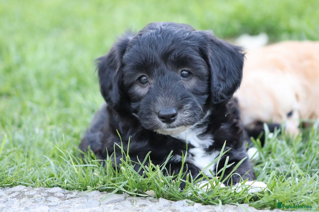 Cavapoochon dogs for sale: Cavapoochon puppies for sale - Image 18
