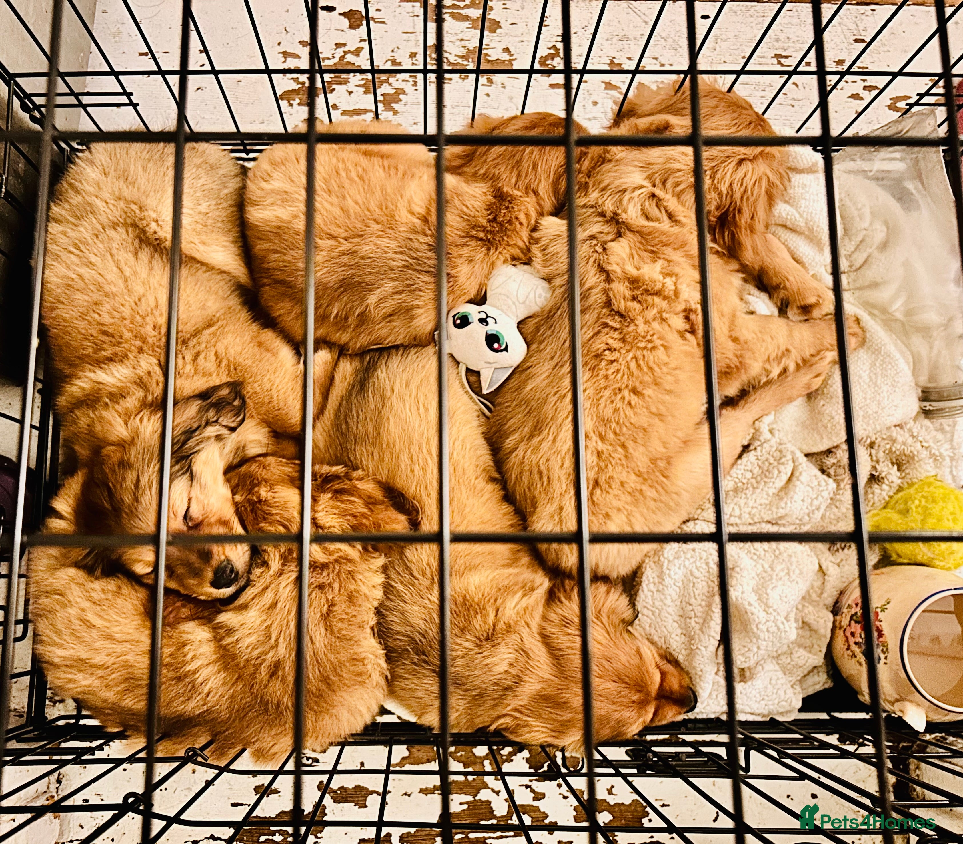 Mixed Breed dogs Pomeranian/ cocker spaniel cross  - Advert 16