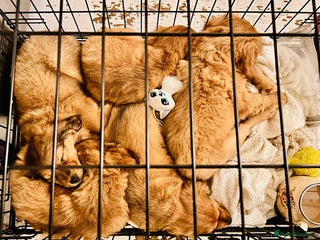 Mixed Breed dogs Pomeranian/ cocker spaniel cross - Advert 16