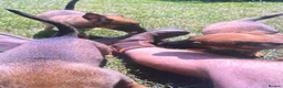 Mixed Breed dogs for sale: Belgian Malinois × German Shepherd Puppies 4 in Radstock - Advert 5