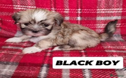 Lhasa Apso dogs for sale: Pure bred Lhasa Apso puppies  - Image 11