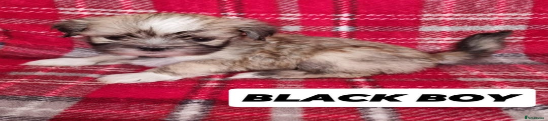 Lhasa Apso Puppy 2