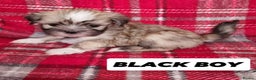 Lhasa Apso dogs for sale: Only 1 lefy Pure bred Lhasa Apso puppies  - Advert 13