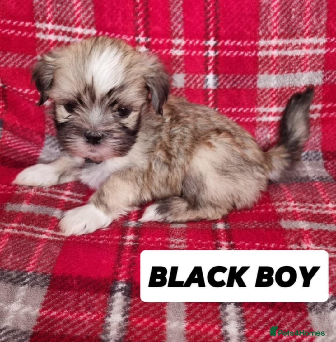 Lhasa Apso dogs for sale: Pure bred Lhasa Apso puppies  - Image 11