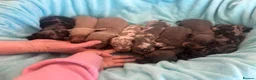 Miniature Dachshund dogs for sale: miniture dachshund puppies!! - Advert 8