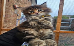 Maine Coon cats for sale: Maine Coon × Siberian  - Image 6