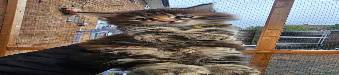 Maine Coon Kitten 3