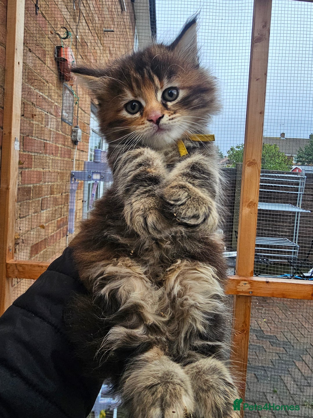 Maine Coon cats for sale: Maine Coon × Siberian  - Image 6