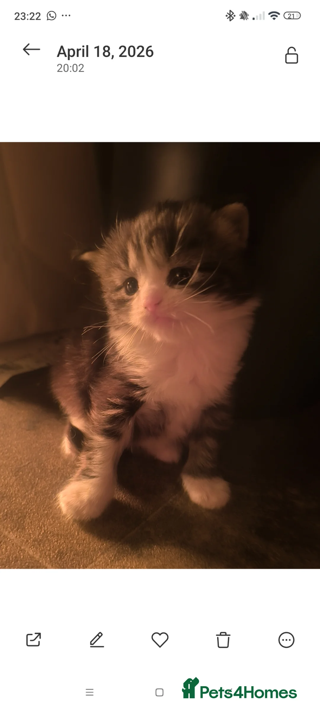 Mixed Breed cats for sale: Beautiful fluff ball kitten  - Advert 1